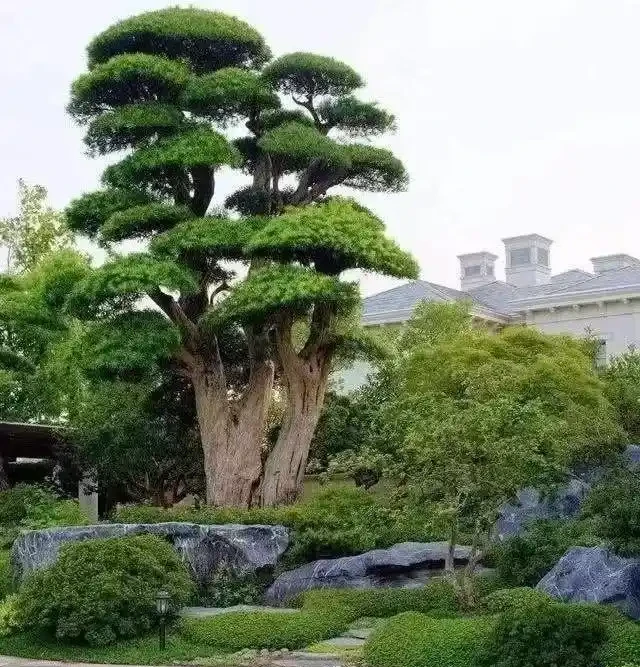 十大「富貴樹」,庭院種一棵,美觀大氣,吉利旺宅