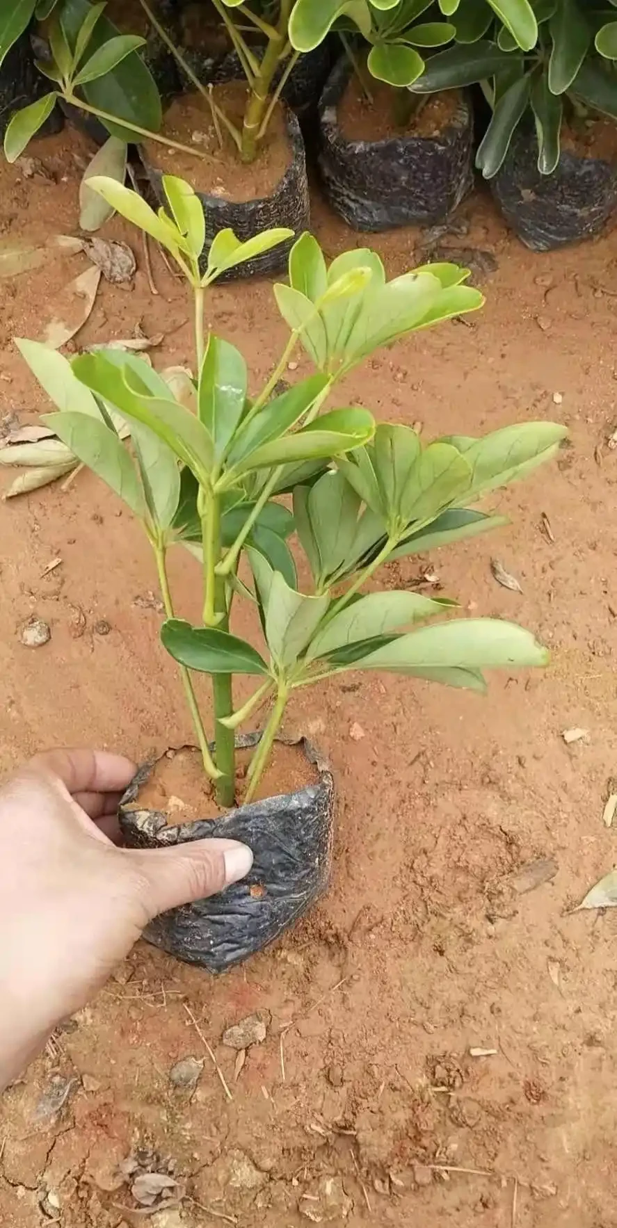 鴨腳木