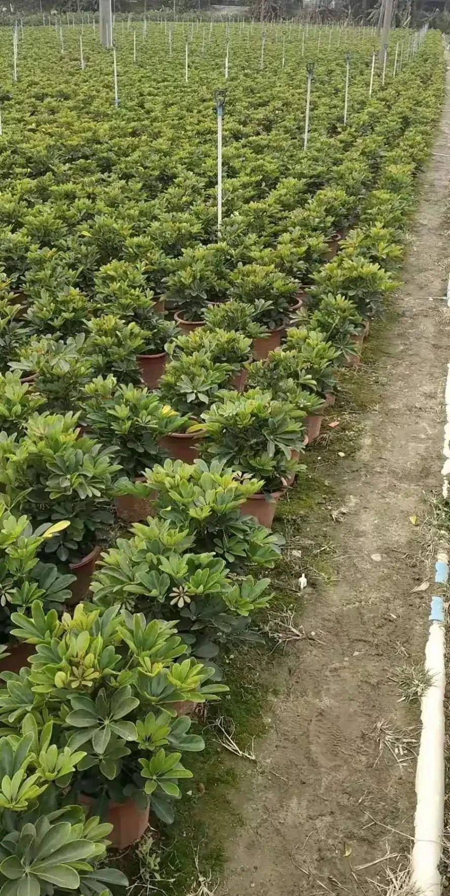 鴨腳木