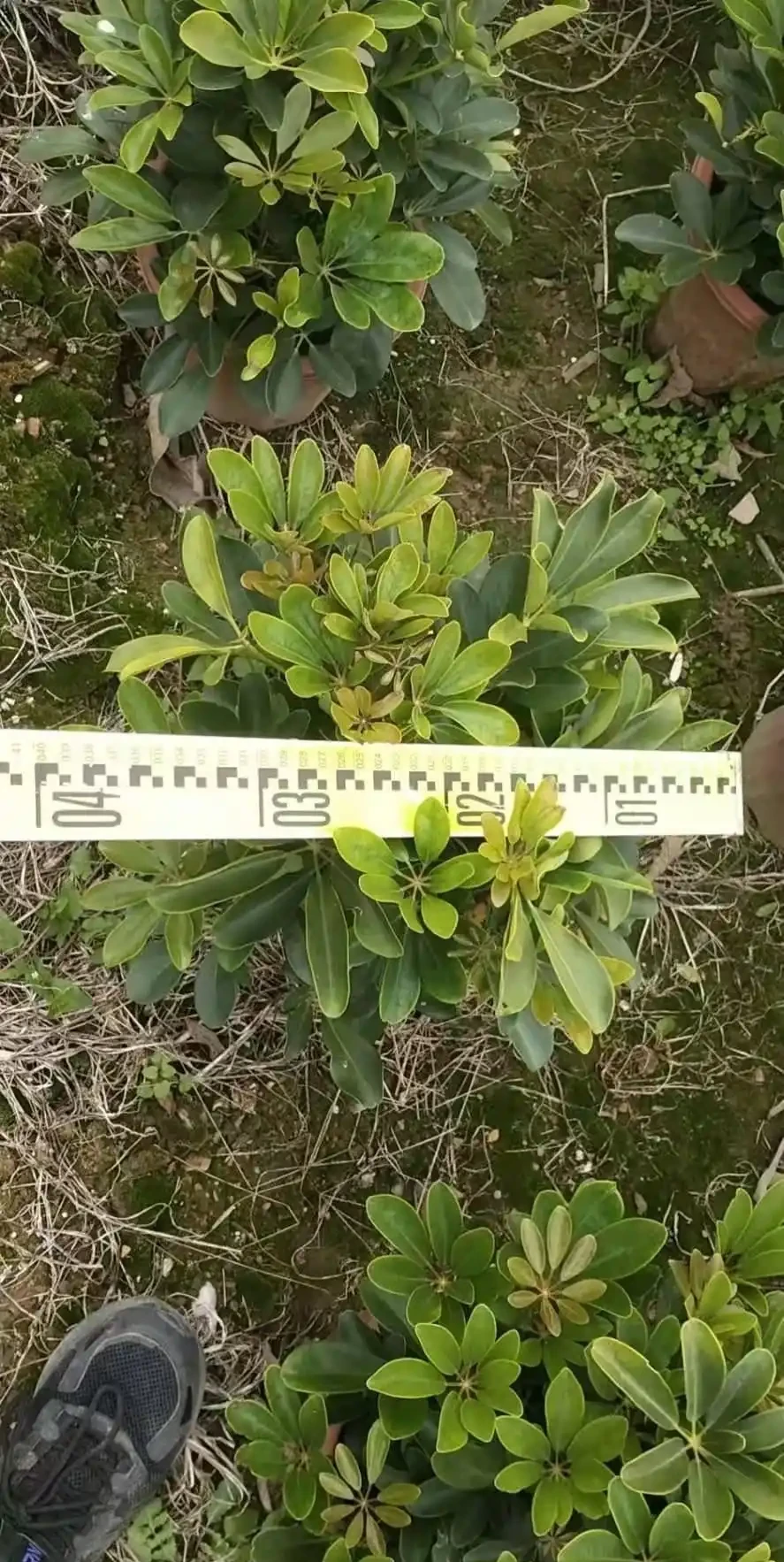 鴨腳木