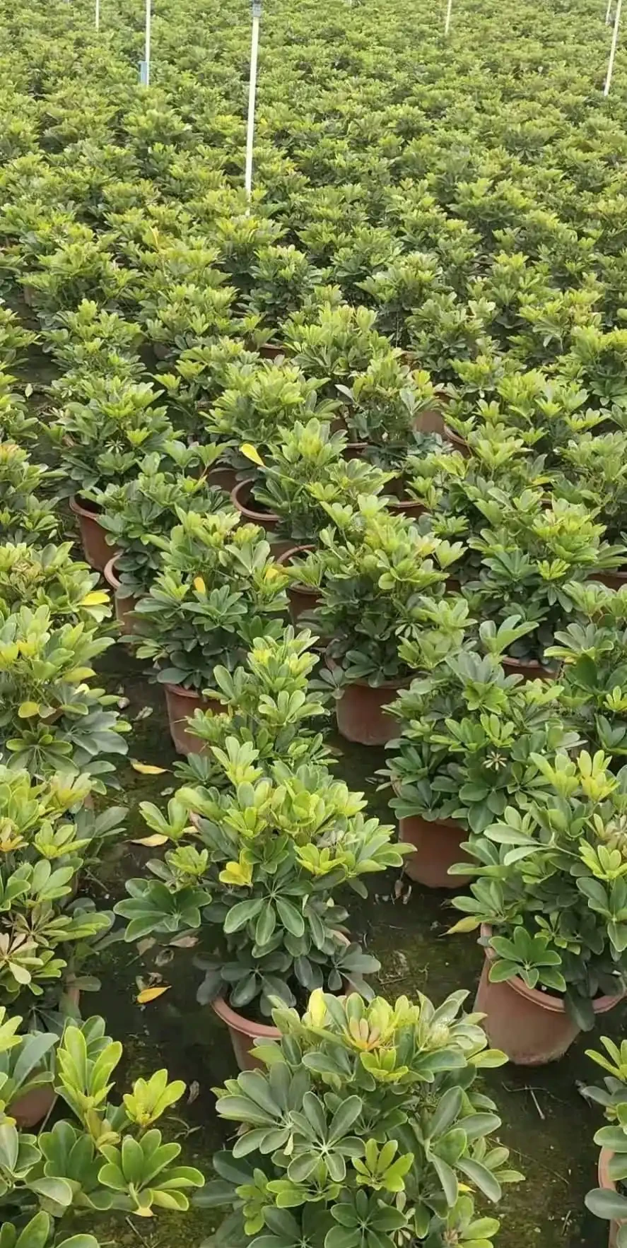 鴨腳木