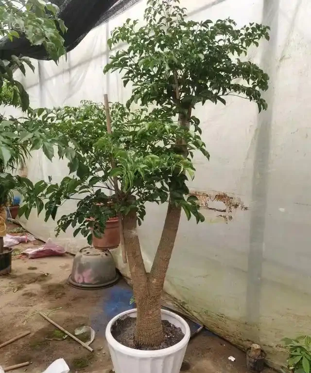 怎樣養幸福樹