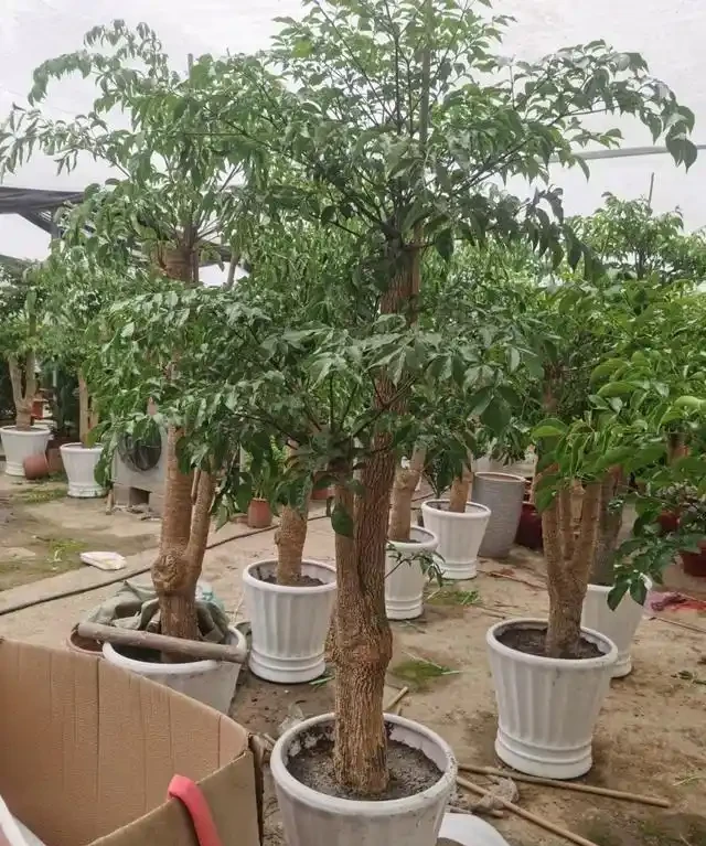 怎樣養幸福樹