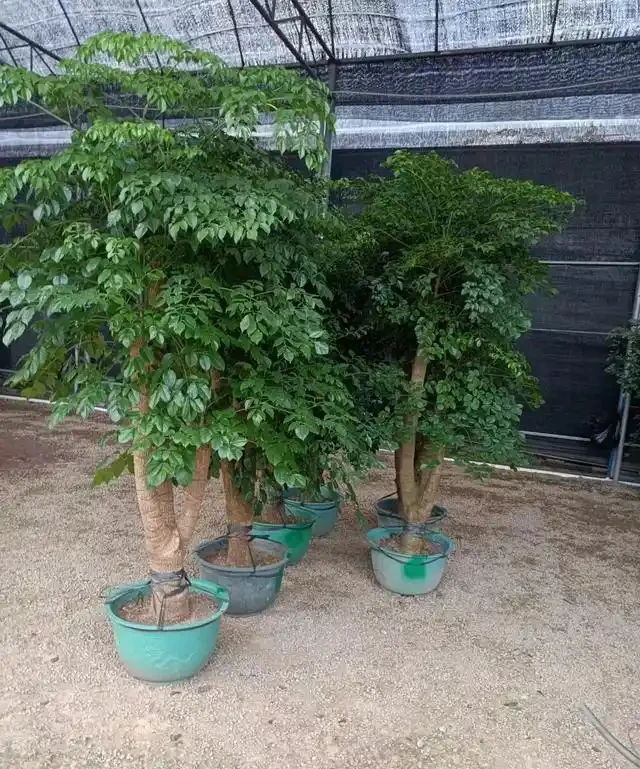 怎樣養幸福樹