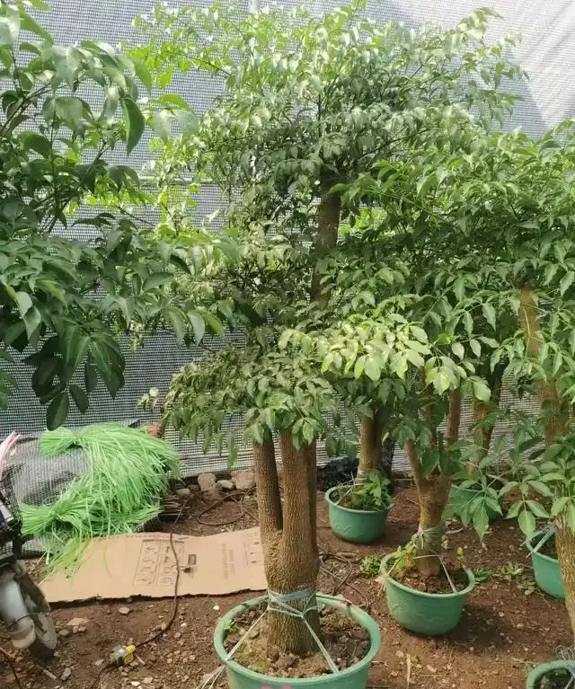 怎樣養幸福樹