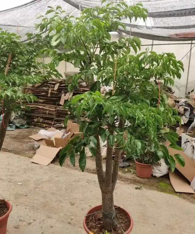 怎樣養幸福樹