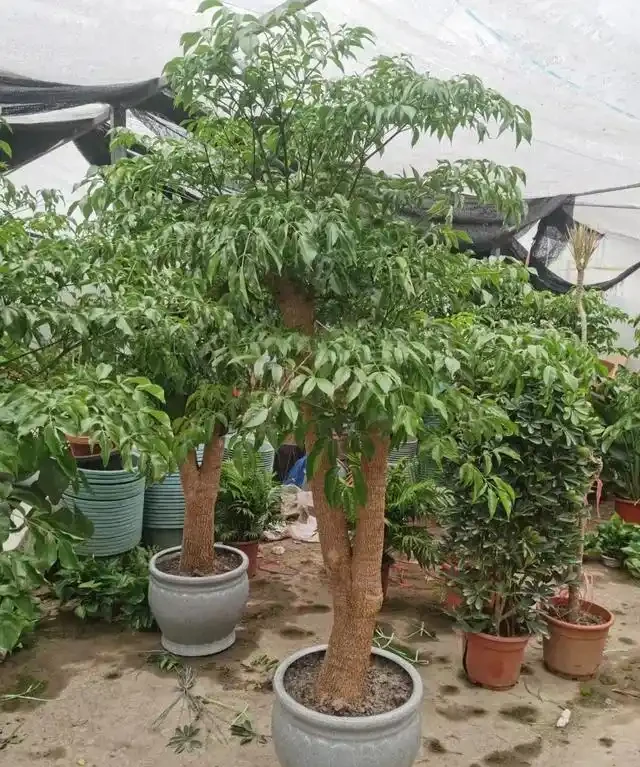 怎樣養幸福樹