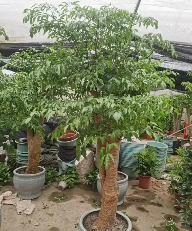 怎樣養幸福樹