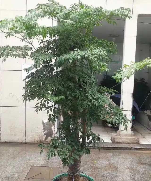 怎樣養幸福樹