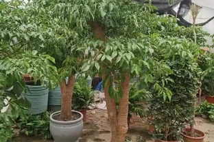 怎樣養幸福樹