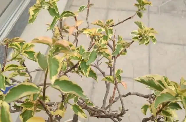 北方冬季養九重葛，3個「技巧」巧越冬，來年長勢旺，禿枝掛滿花