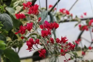 北方冬季養九重葛，3個「技巧」巧越冬，來年長勢旺，禿枝掛滿花