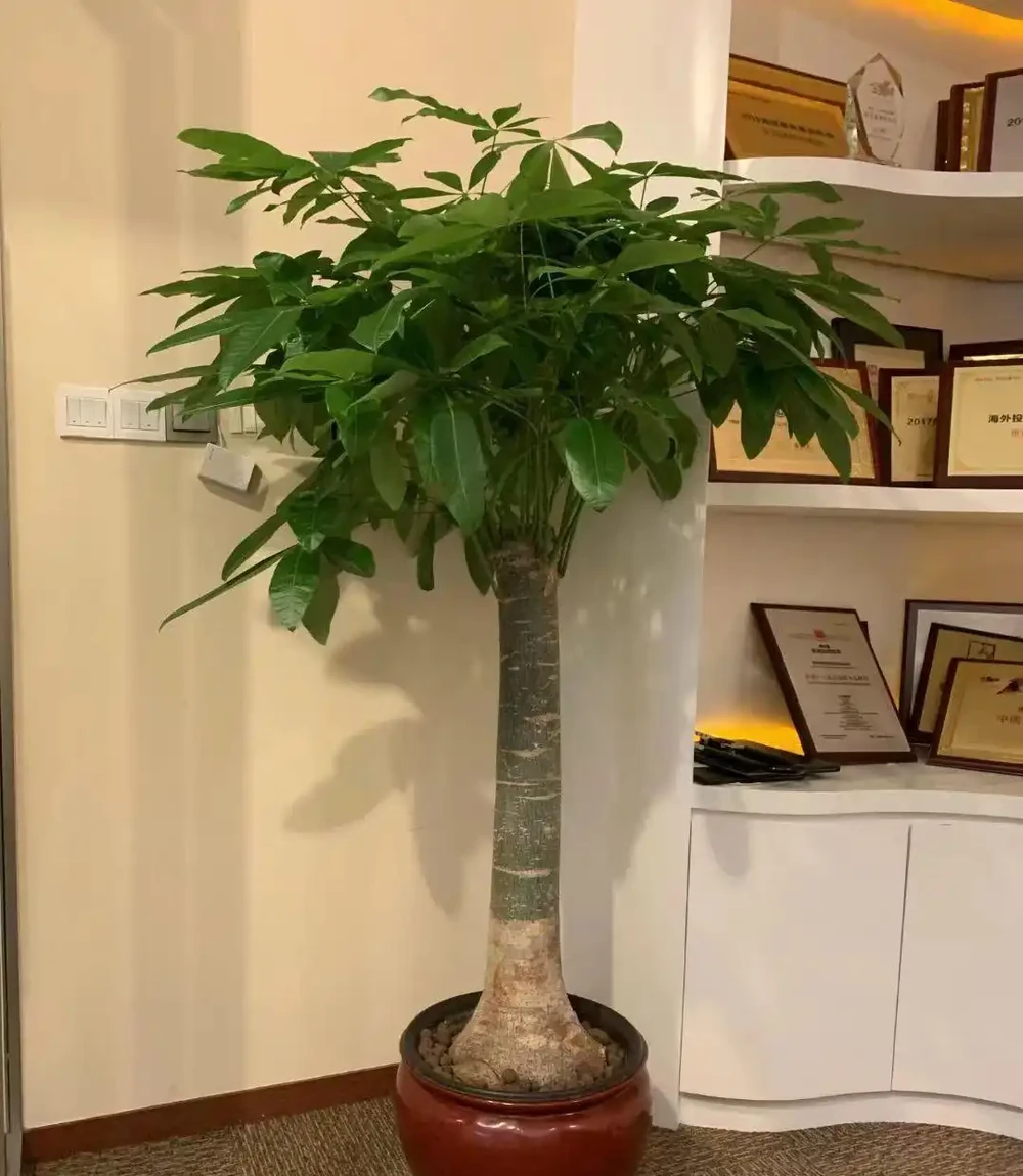這5種美麗「綠植」，喜歡家裡光照少，長得鬱郁蔥蔥，四季都好看