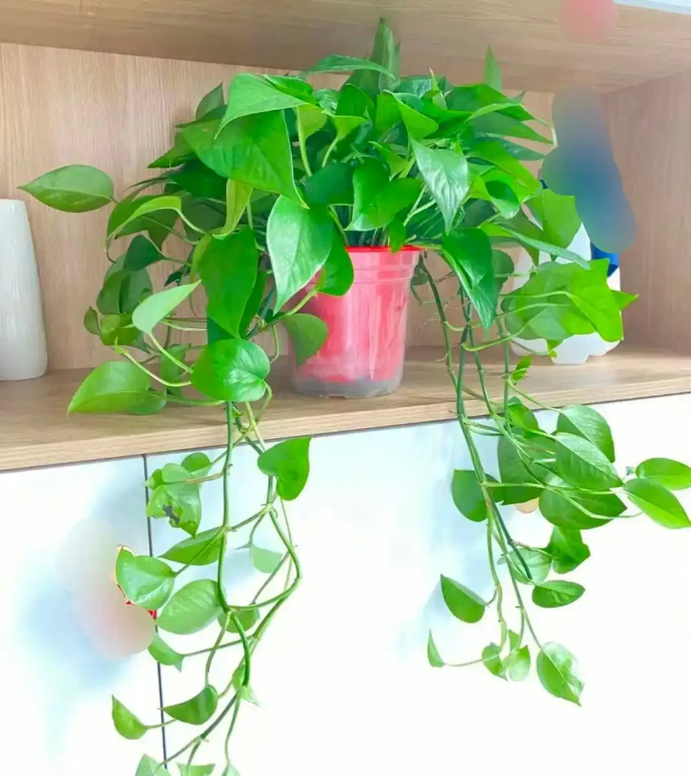 這5種美麗「綠植」，喜歡家裡光照少，長得鬱郁蔥蔥，四季都好看