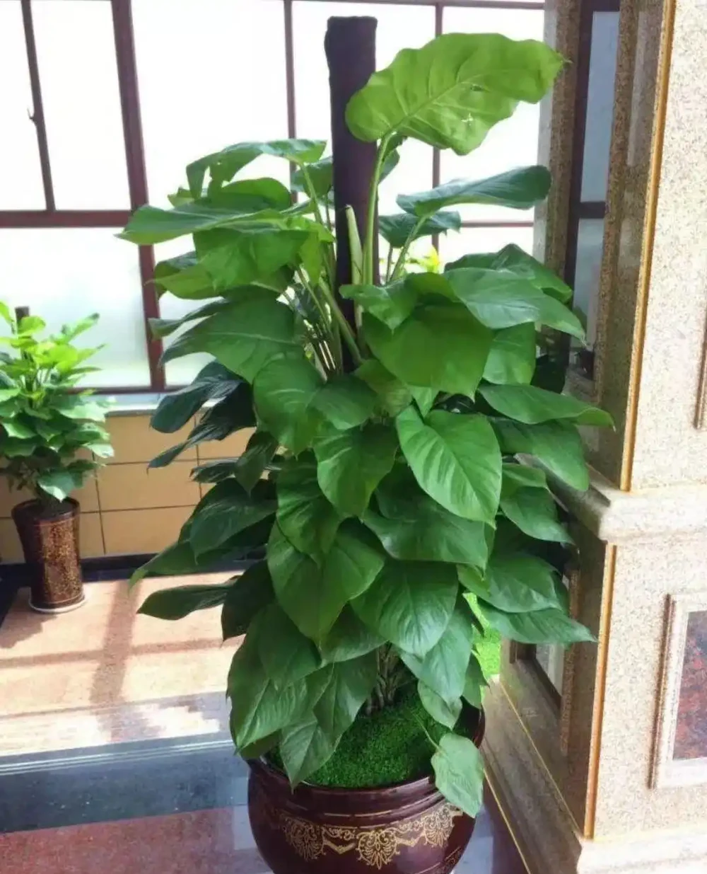 這5種美麗「綠植」，喜歡家裡光照少，長得鬱郁蔥蔥，四季都好看