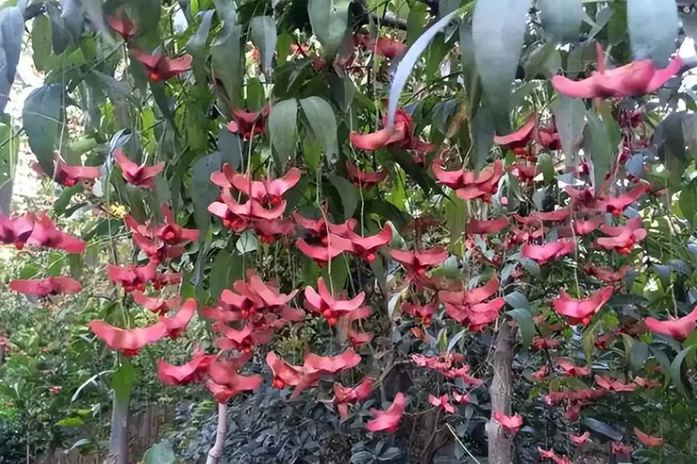 8種花「特吉利」,家裡一放「轉運氣」,有錢人家裡都愛養