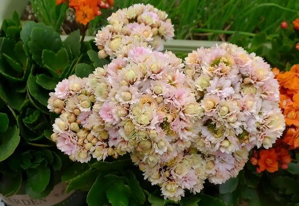 8種花「特吉利」,家裡一放「轉運氣」,有錢人家裡都愛養