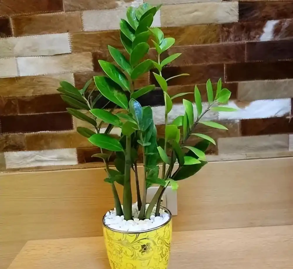雪鐵芋的養殖方法