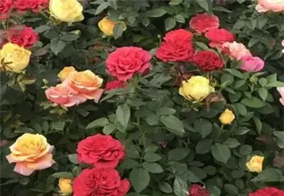 玫瑰花怎麼修剪才茂盛