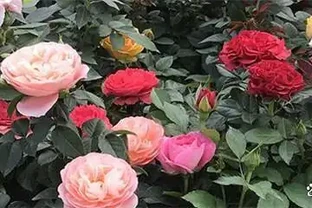 玫瑰花怎麼修剪才茂盛