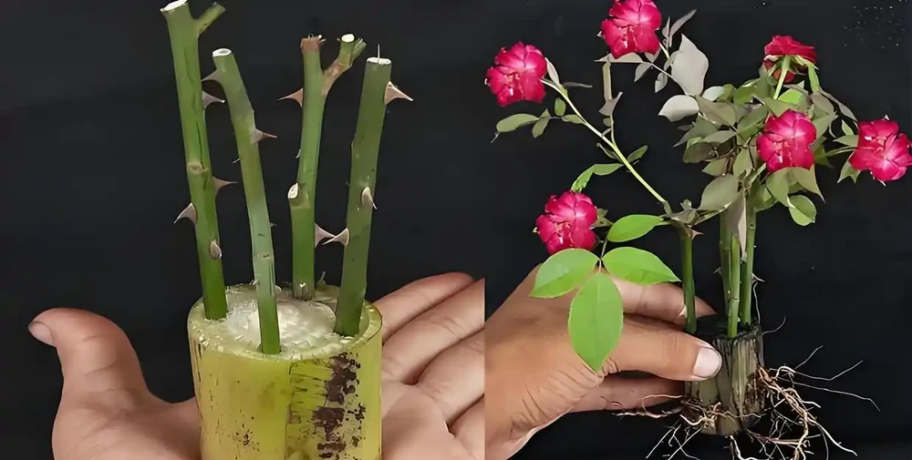 玫瑰花能插枝活嗎?什麼時候插枝,多久能長根,用什麼土壤比較好