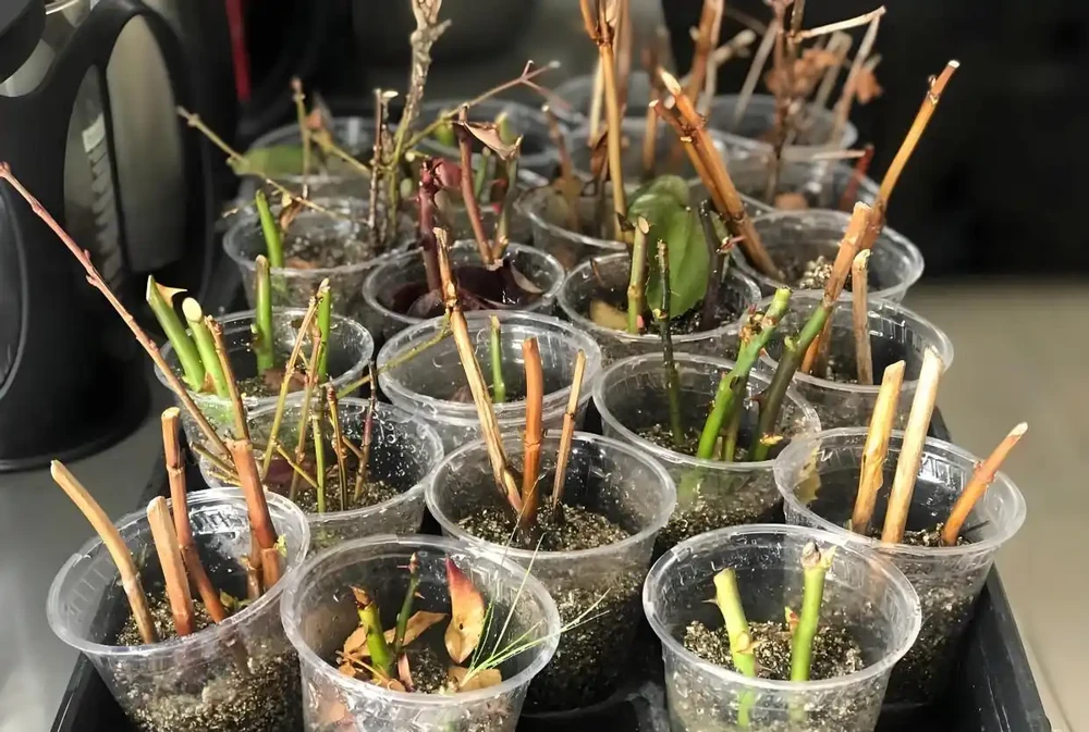 玫瑰花能插枝活嗎?什麼時候插枝,多久能長根,用什麼土壤比較好