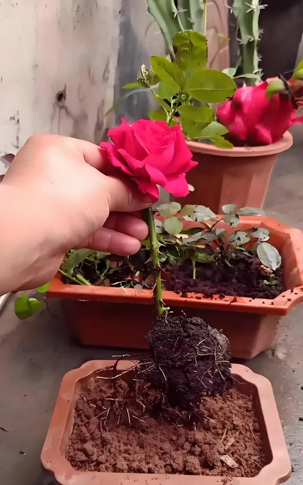 玫瑰花能插枝活嗎?什麼時候插枝,多久能長根,用什麼土壤比較好