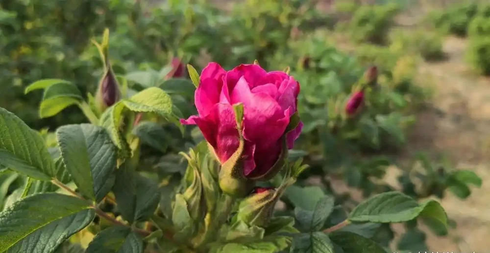 可食用的玫瑰花適合什麼樣的環境,如何種植?