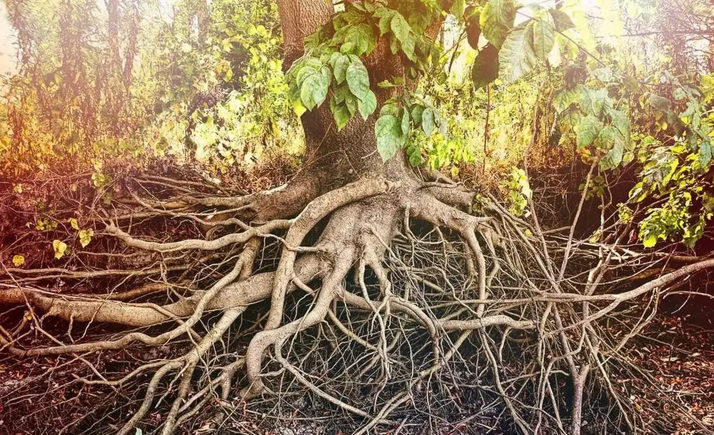長根最快的土辦法