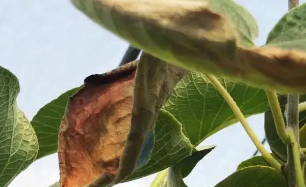 奇異果葉片邊緣乾枯內卷,還以為得了什麼病害,仔細看原來是缺水