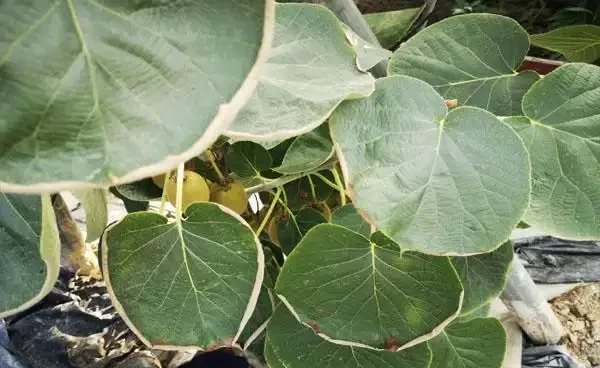 奇異果葉片邊緣乾枯內卷,還以為得了什麼病害,仔細看原來是缺水