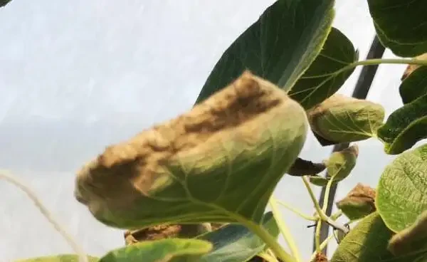 奇異果葉片邊緣乾枯內卷,還以為得了什麼病害,仔細看原來是缺水