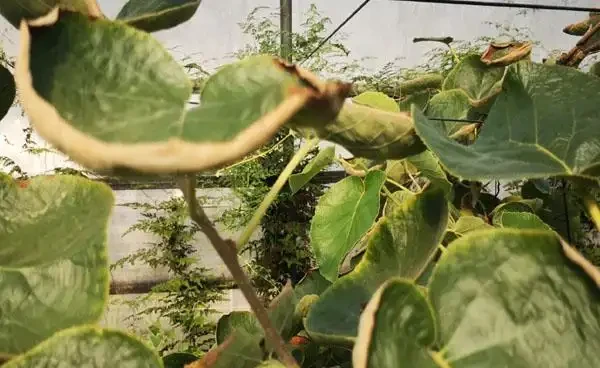 奇異果葉片邊緣乾枯內卷,還以為得了什麼病害,仔細看原來是缺水