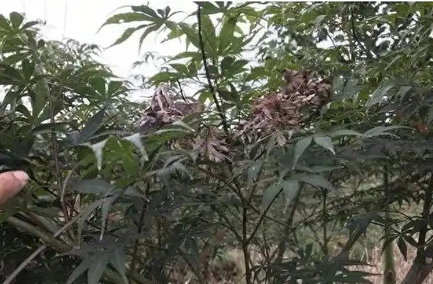 紅楓短時間內整株乾枯死亡,怎麼回事兒?該怎樣進行防治