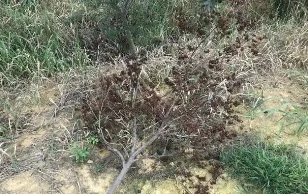 紅楓短時間內整株乾枯死亡,怎麼回事兒?該怎樣進行防治