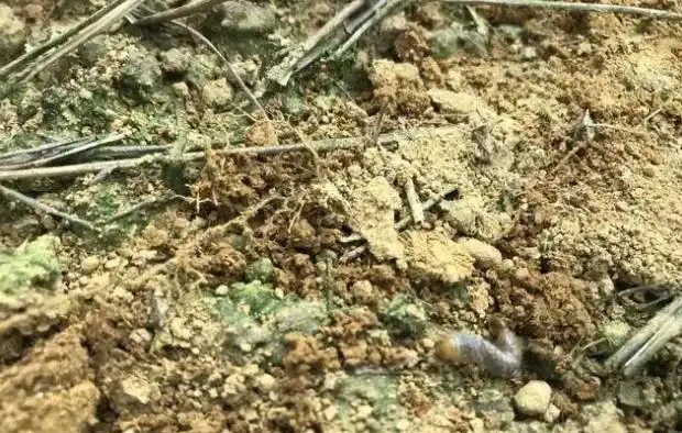 紅楓短時間內整株乾枯死亡,怎麼回事兒?該怎樣進行防治