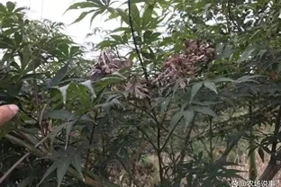 紅楓短時間內整株乾枯死亡，怎麼回事兒？該怎樣進行防治