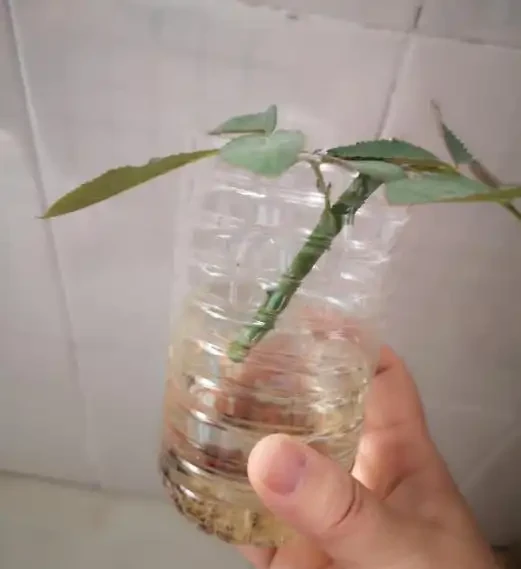 玫瑰花能水耕插枝嗎？揭秘水耕長根小技巧！