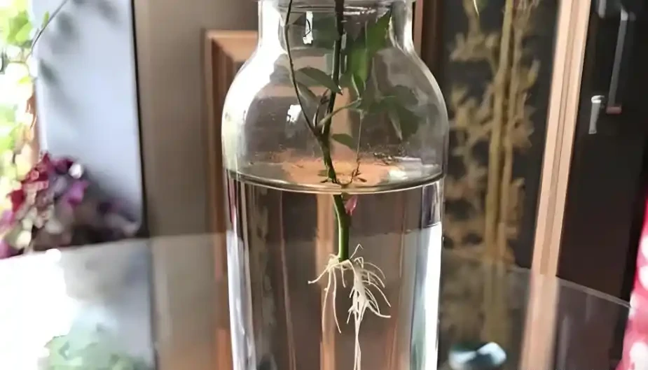 玫瑰花能水耕插枝嗎？揭秘水耕長根小技巧！