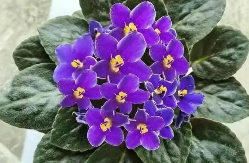 家庭盆栽花卉推薦