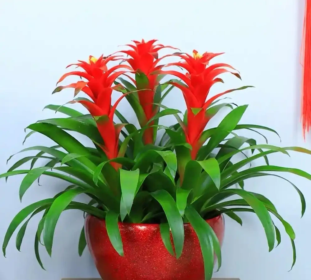 家庭盆栽花卉推薦