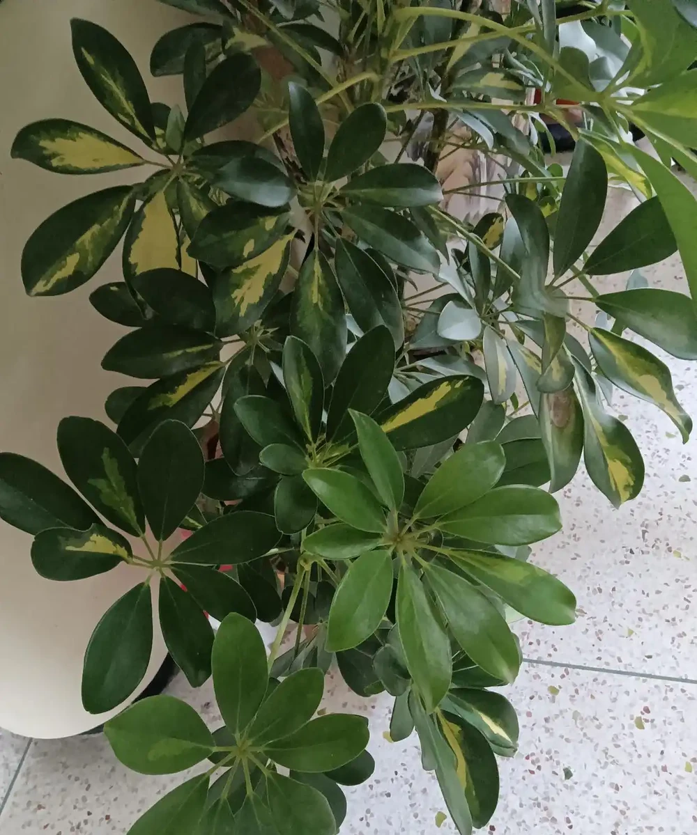 綠意盎然的鵝掌藤,既寓意著招財進寶,又寓意著吉祥幸福