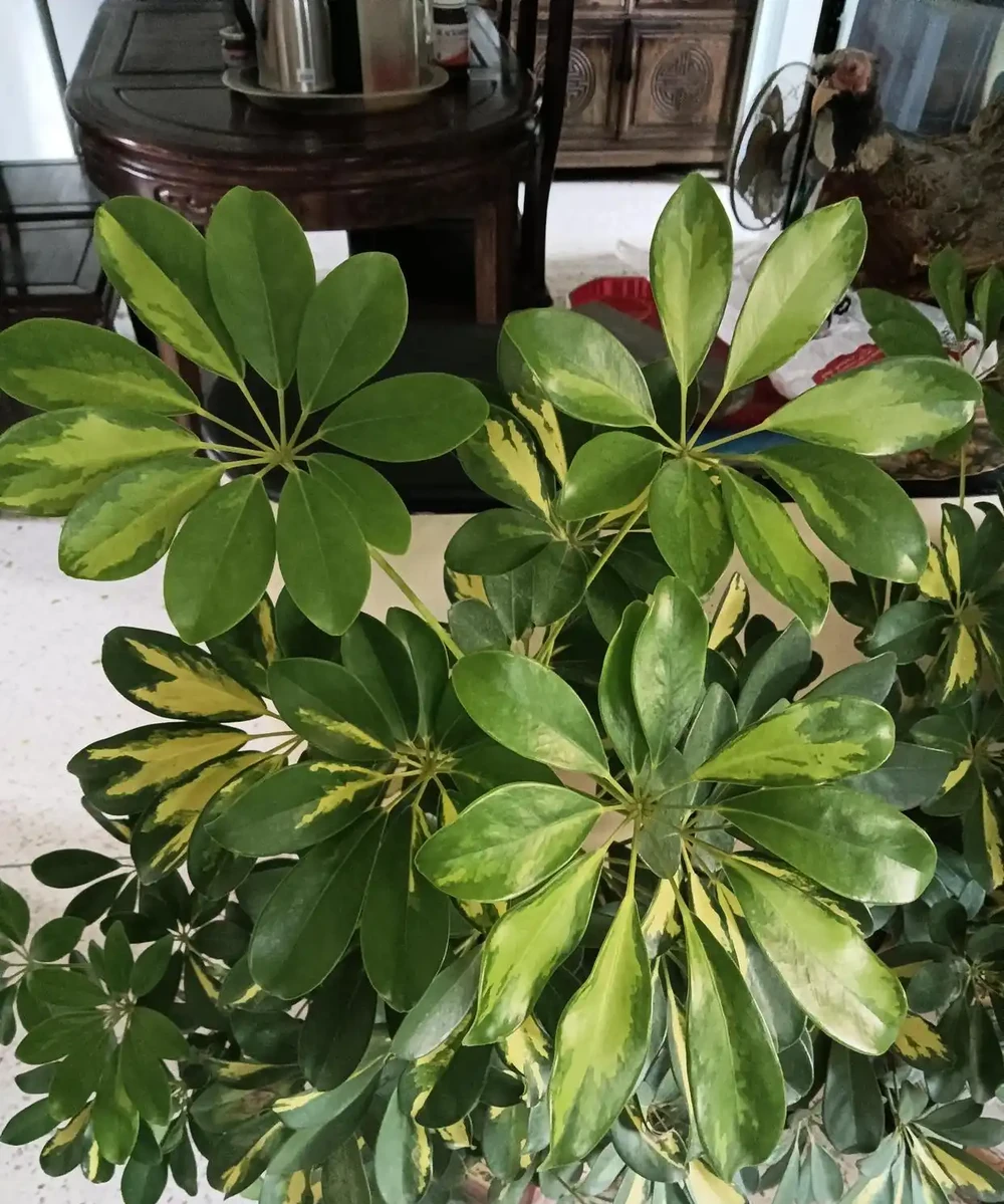 綠意盎然的鵝掌藤,既寓意著招財進寶,又寓意著吉祥幸福