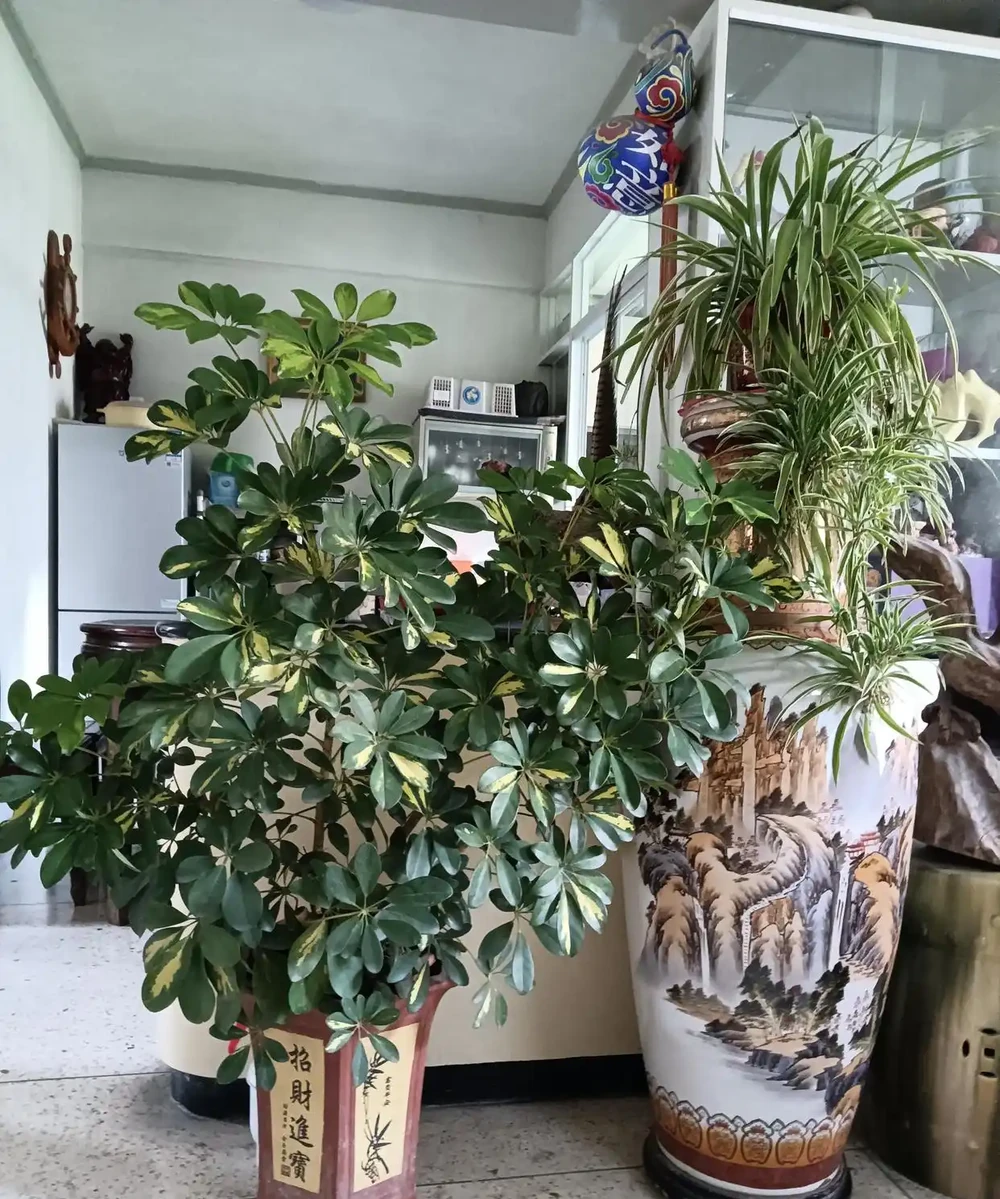 綠意盎然的鵝掌藤,既寓意著招財進寶,又寓意著吉祥幸福