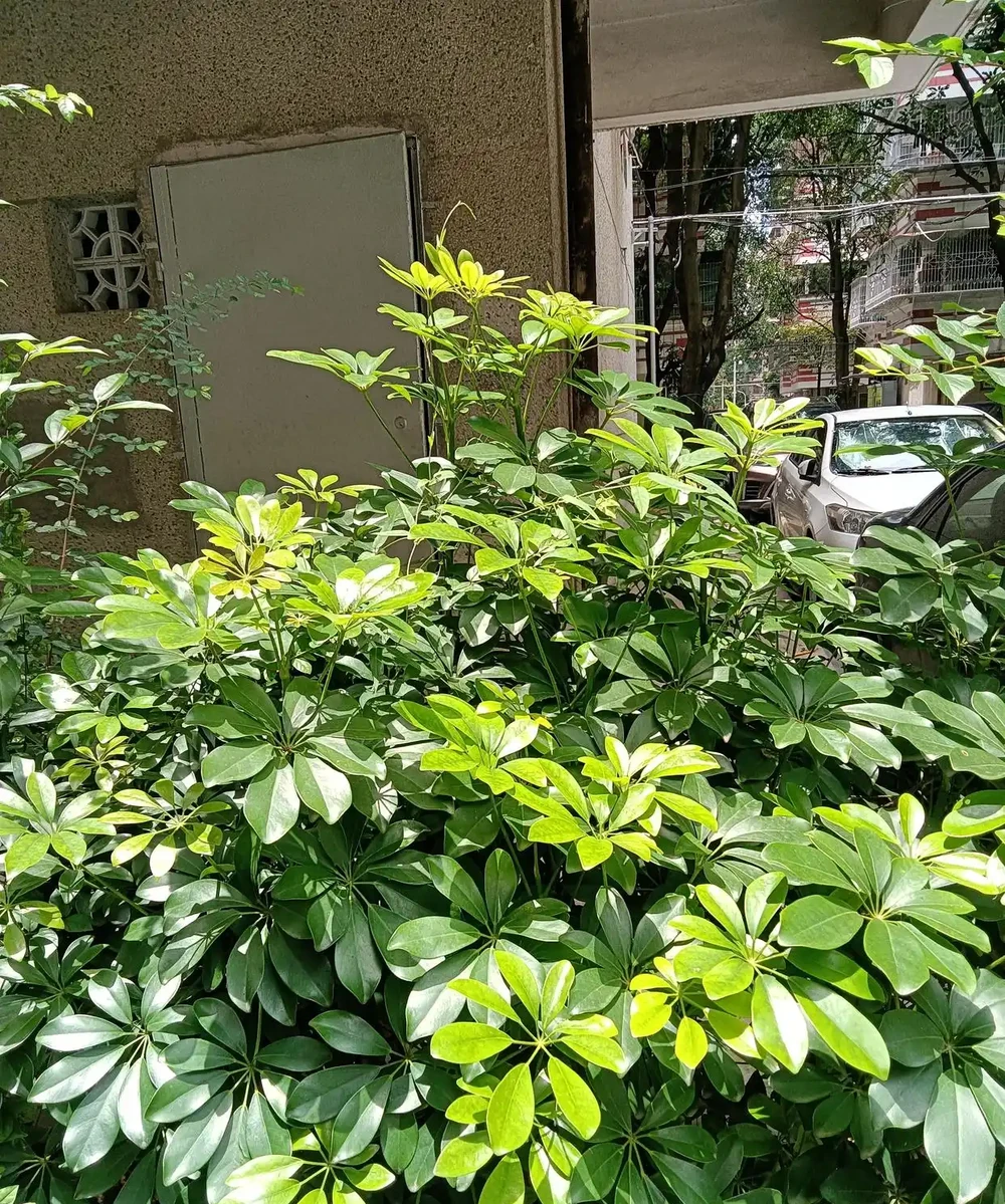 綠意盎然的鵝掌藤，既寓意著招財進寶，又寓意著吉祥幸福