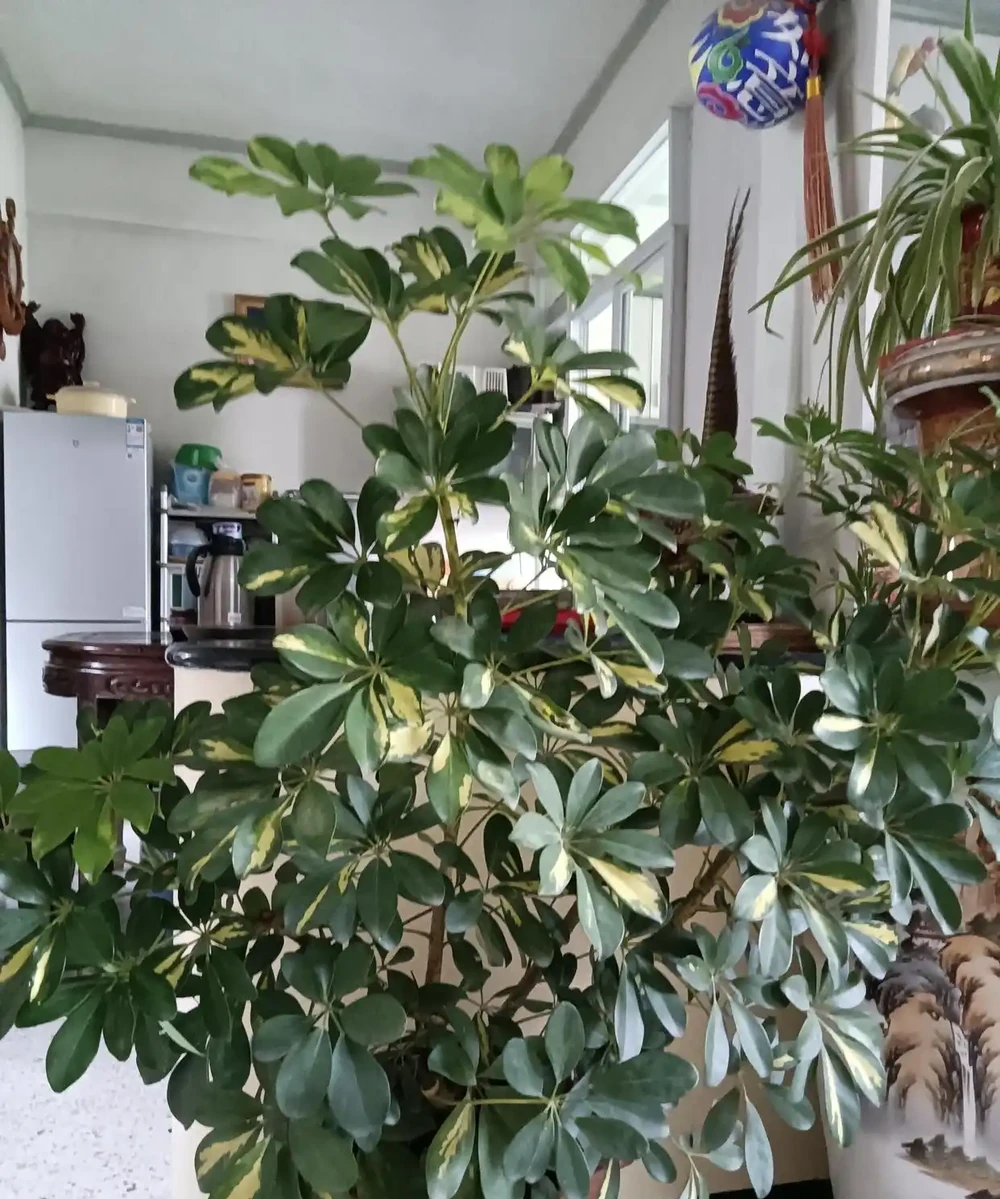 綠意盎然的鵝掌藤,既寓意著招財進寶,又寓意著吉祥幸福