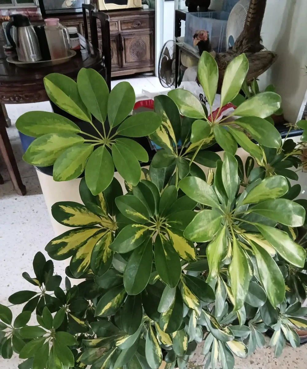 綠意盎然的鵝掌藤,既寓意著招財進寶,又寓意著吉祥幸福