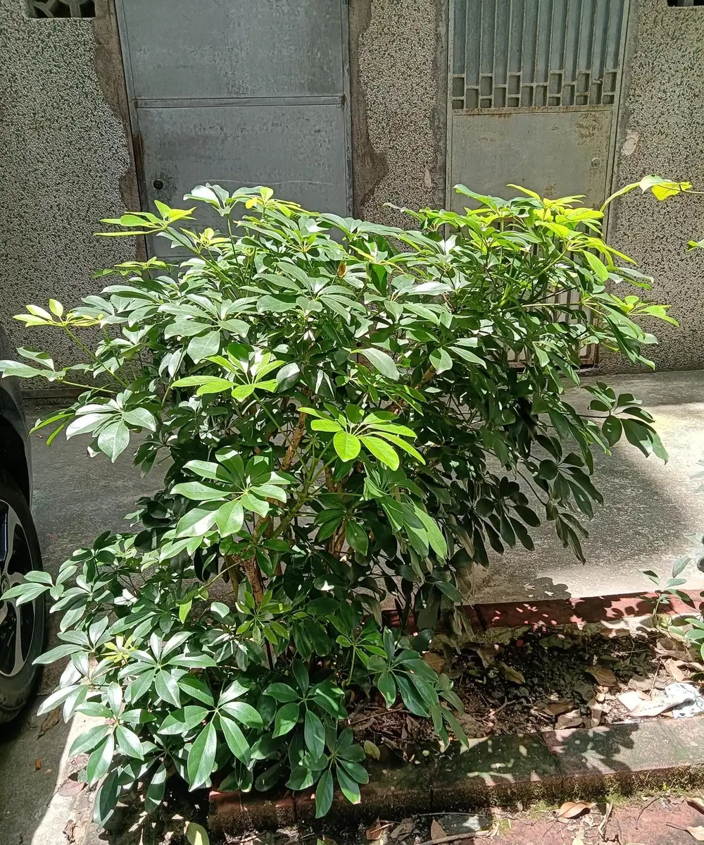 綠意盎然的鵝掌藤,既寓意著招財進寶,又寓意著吉祥幸福