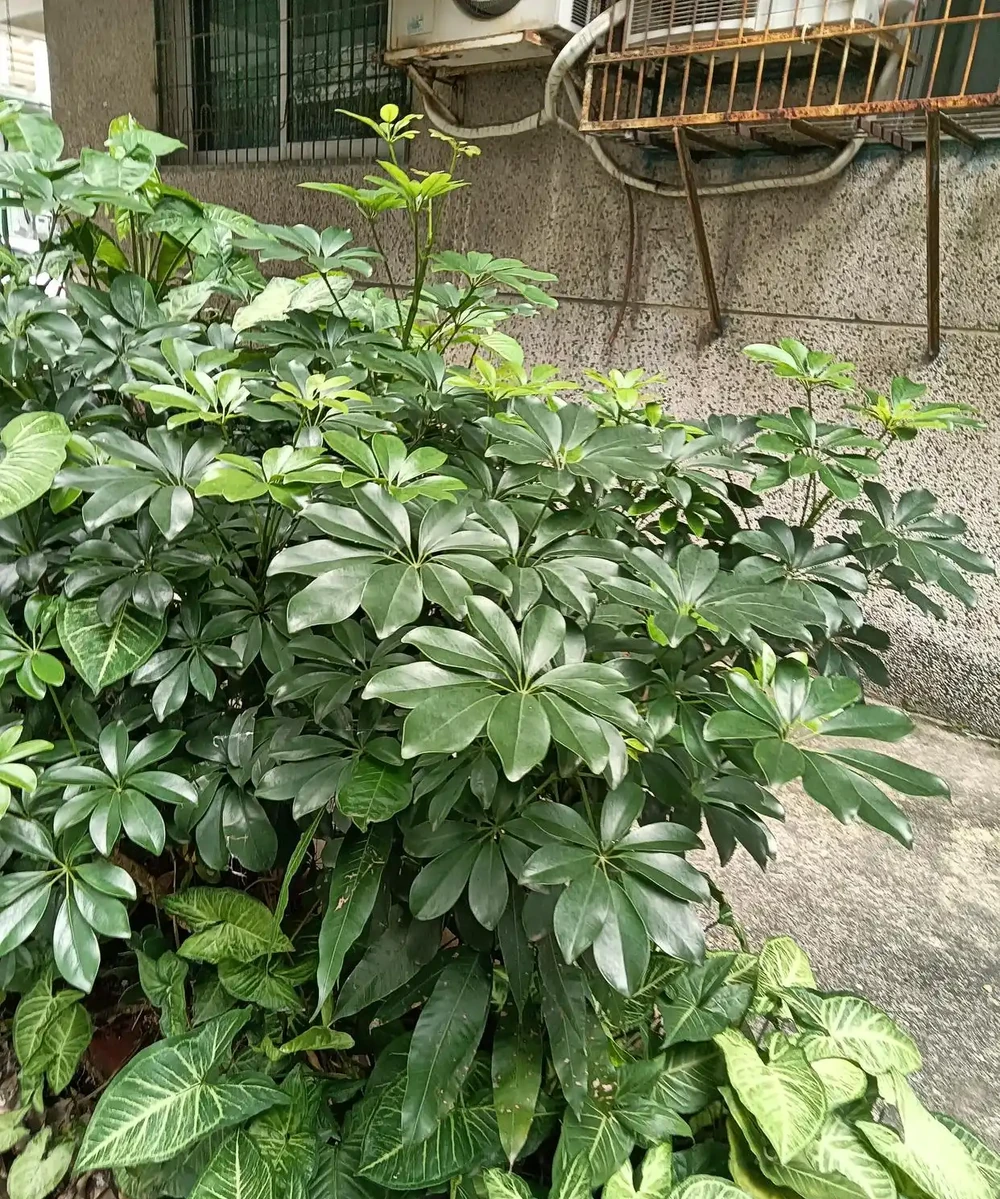 綠意盎然的鵝掌藤,既寓意著招財進寶,又寓意著吉祥幸福