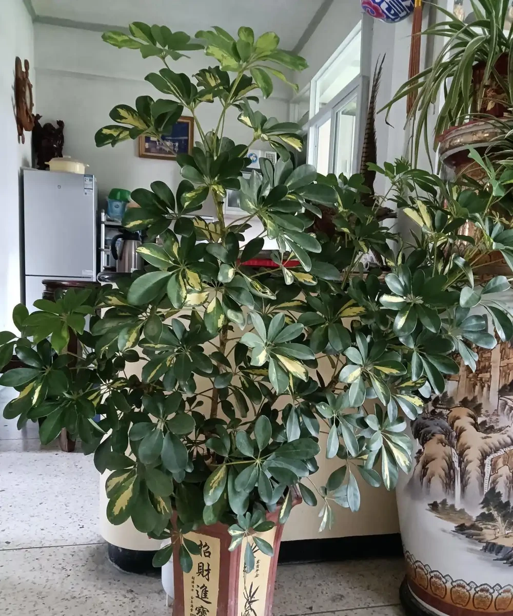 綠意盎然的鵝掌藤,既寓意著招財進寶,又寓意著吉祥幸福